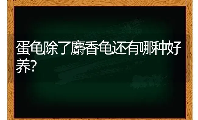 蛋龟除了麝香龟还有哪种好养？ | 动物养殖问答