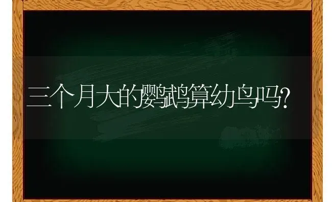 三个月大的鹦鹉算幼鸟吗？ | 动物养殖问答