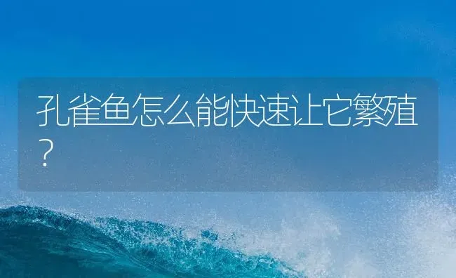 孔雀鱼怎么能快速让它繁殖？ | 鱼类宠物饲养