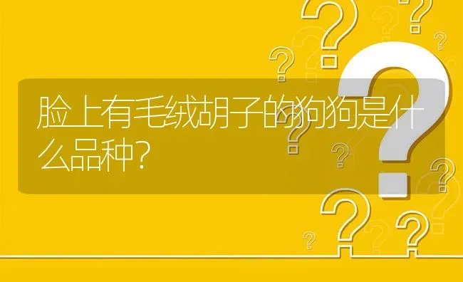 脸上有毛绒胡子的狗狗是什么品种？ | 动物养殖问答