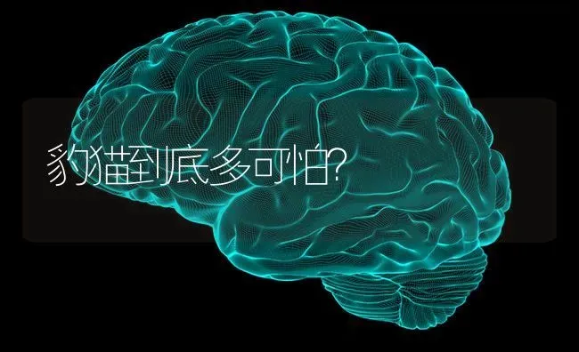 豹猫到底多可怕？ | 动物养殖问答