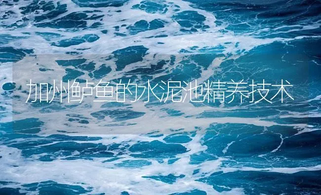 加州鲈鱼的水泥池精养技术 | 海水养殖技术