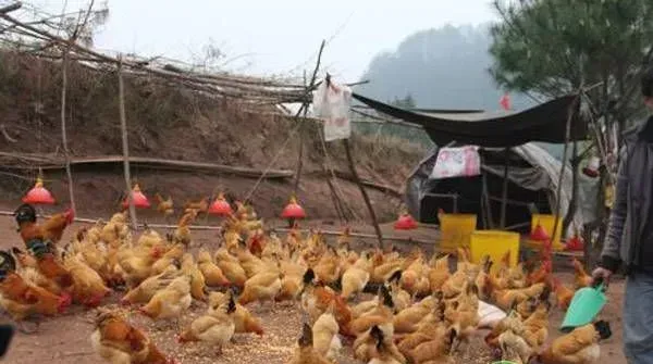 夏季鸡群反复拉稀的原因及防治措施