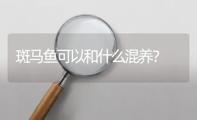 斑马鱼可以和什么混养？ | 鱼类宠物饲养