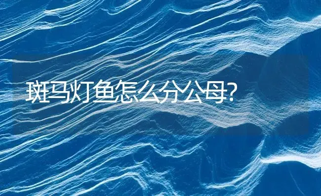 斑马灯鱼怎么分公母？ | 鱼类宠物饲养