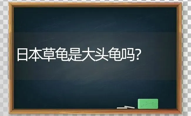 日本草龟是大头龟吗？ | 动物养殖问答