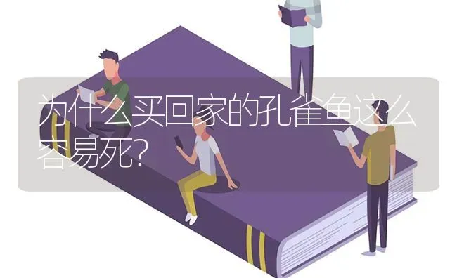 为什么买回家的孔雀鱼这么容易死？ | 鱼类宠物饲养