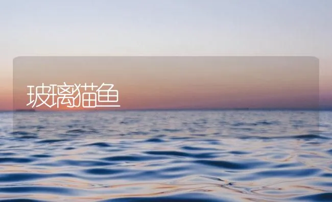 玻璃猫鱼 | 海水养殖技术