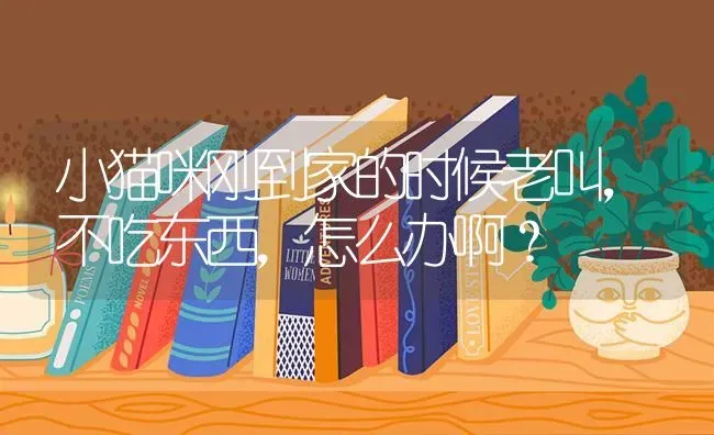 小猫咪刚到家的时候老叫，不吃东西，怎么办啊？ | 动物养殖问答