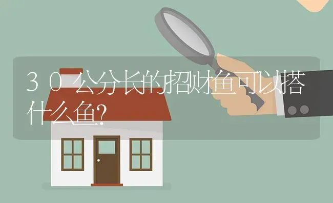 30公分长的招财鱼可以搭什么鱼？ | 鱼类宠物饲养