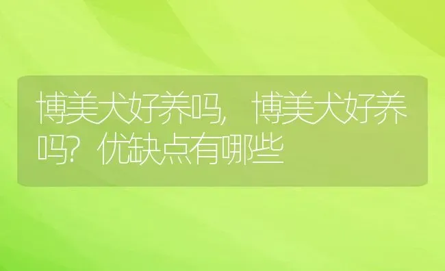 博美犬好养吗,博美犬好养吗?优缺点有哪些 | 宠物百科知识