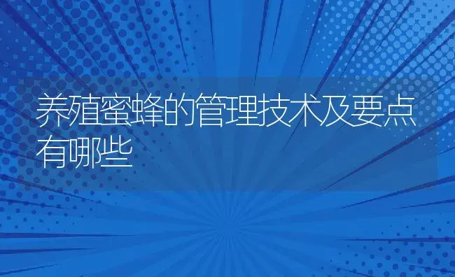 养殖蜜蜂的管理技术及要点有哪些 | 动物养殖百科