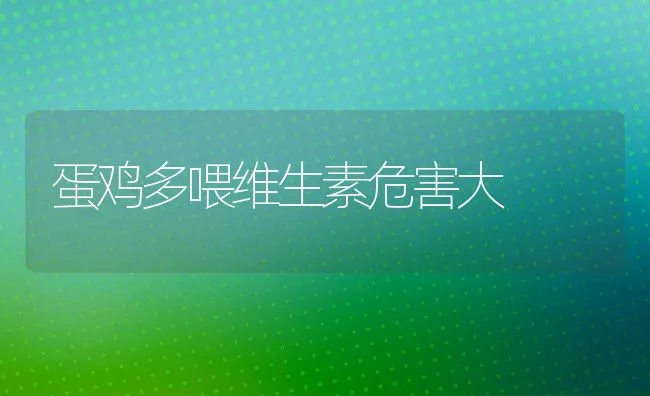 蛋鸡多喂维生素危害大 | 动物养殖饲料