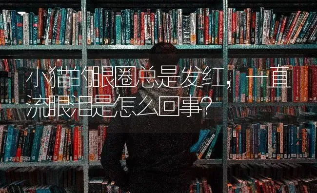 小猫的眼圈总是发红，一直流眼泪是怎么回事？ | 动物养殖问答