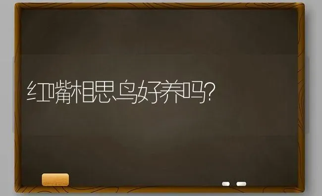 红嘴相思鸟好养吗？ | 动物养殖问答