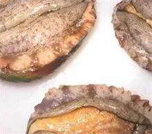 鲍鱼的外形特征