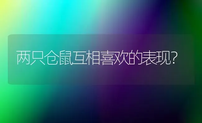 两只仓鼠互相喜欢的表现？ | 动物养殖问答