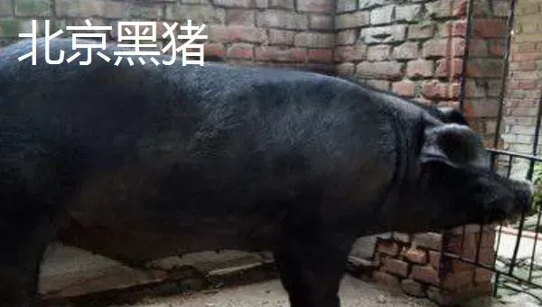 苏太母猪配什么公猪好