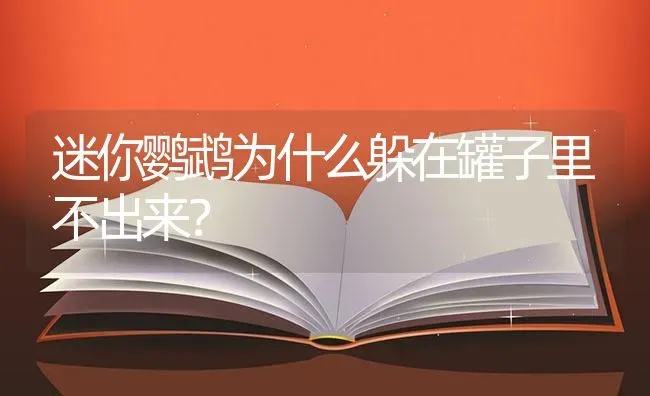 迷你鹦鹉为什么躲在罐子里不出来？ | 鱼类宠物饲养