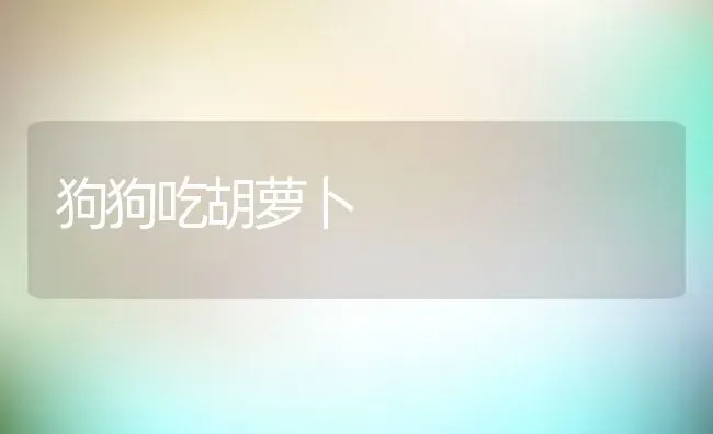 狗狗吃胡萝卜 | 宠物百科知识