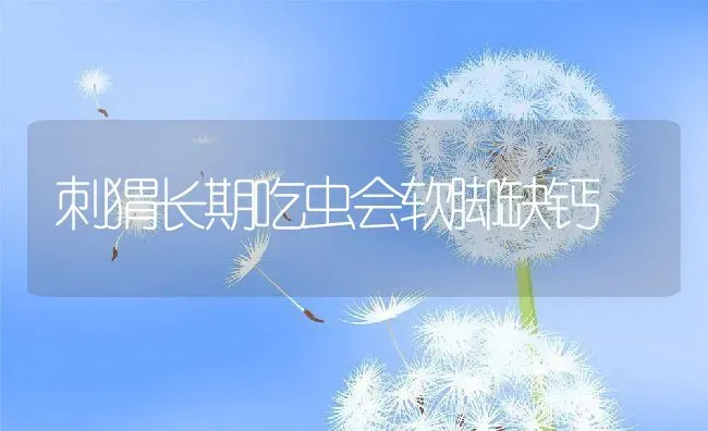 刺猬长期吃虫会软脚缺钙 | 动物养殖教程