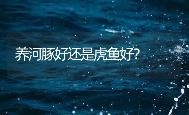 养河豚好还是虎鱼好？ | 鱼类宠物饲养