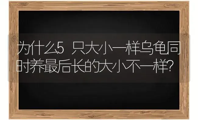 为什么5只大小一样乌龟同时养最后长的大小不一样？ | 动物养殖问答