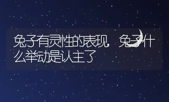 兔子有灵性的表现,兔子什么举动是认主了 | 宠物百科知识