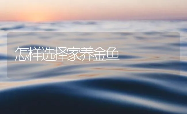 怎样选择家养金鱼 | 海水养殖技术