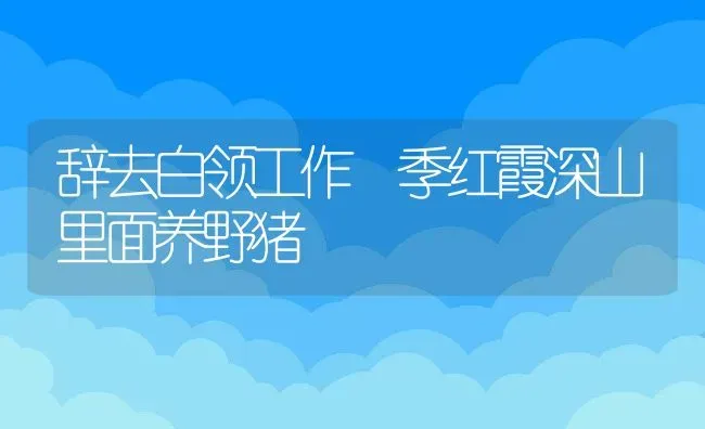 辞去白领工作 季红霞深山里面养野猪 | 动物养殖教程