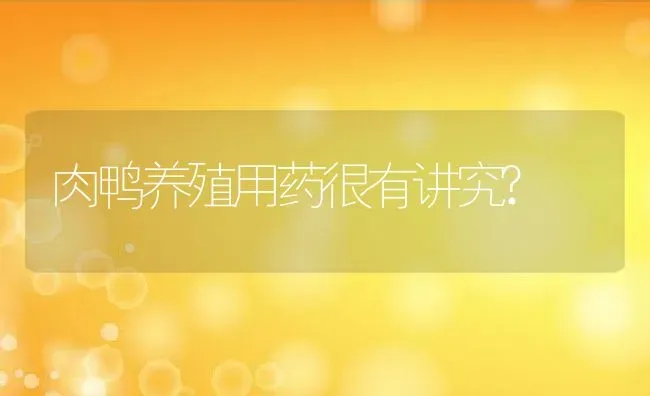 肉鸭养殖用药很有讲究? | 动物养殖教程