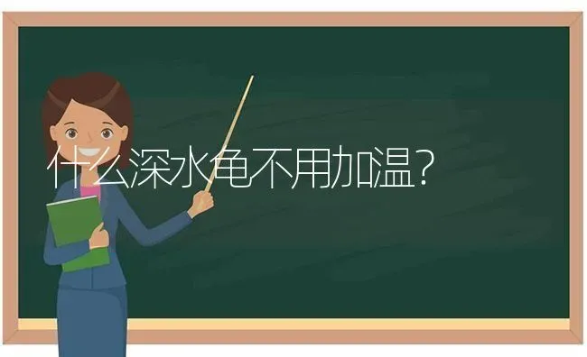 布偶猫和起司猫串串什么样？ | 动物养殖问答