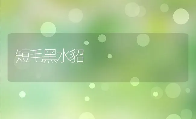 短毛黑水貂 | 动物养殖百科