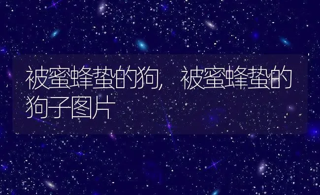 被蜜蜂蛰的狗,被蜜蜂蛰的狗子图片 | 宠物百科知识