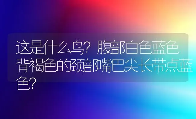 这是什么鸟？腹部白色蓝色背褐色的颈部嘴巴尖长带点蓝色？ | 动物养殖问答