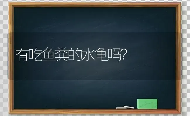 有吃鱼粪的水龟吗？ | 动物养殖问答