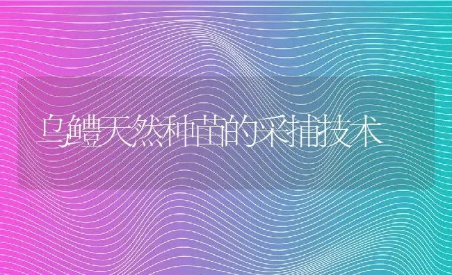 乌鳢天然种苗的采捕技术 | 动物养殖教程