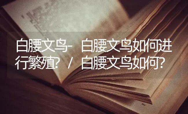 白腰文鸟-白腰文鸟如何进行繁殖?/白腰文鸟如何？ | 动物养殖问答