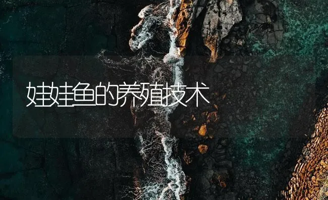 娃娃鱼的养殖技术 | 海水养殖技术