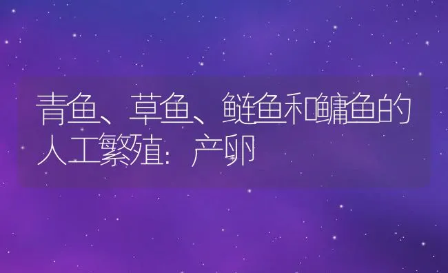 青鱼、草鱼、鲢鱼和鳙鱼的人工繁殖：产卵 | 动物养殖饲料
