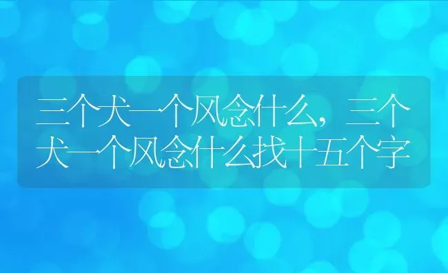 三个犬一个风念什么,三个犬一个风念什么找十五个字 | 宠物百科知识