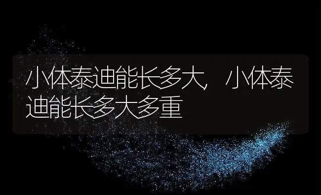 小体泰迪能长多大,小体泰迪能长多大多重 | 宠物百科知识