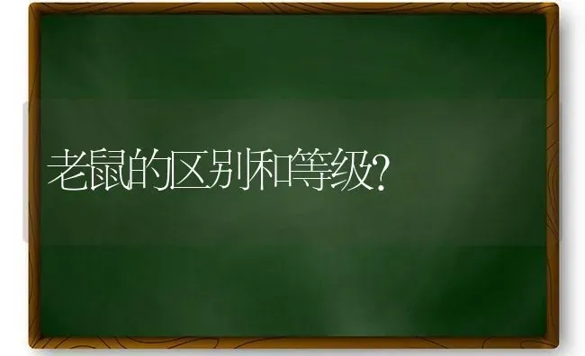 老鼠的区别和等级？ | 动物养殖问答