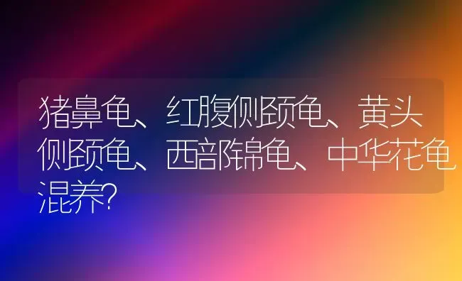 猪鼻龟、红腹侧颈龟、黄头侧颈龟、西部锦龟、中华花龟混养？ | 动物养殖问答