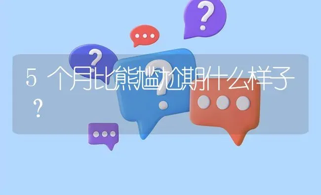 5个月比熊尴尬期什么样子？ | 动物养殖问答