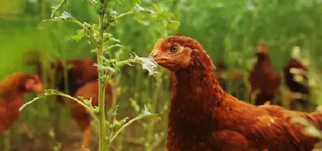 土鸡产蛋期饲养管理要点