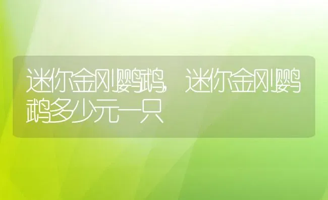 迷你金刚鹦鹉,迷你金刚鹦鹉多少元一只 | 宠物百科知识