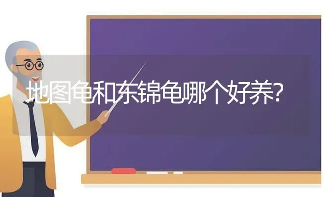 什么狗不掉毛，不吵，不凶？ | 动物养殖问答