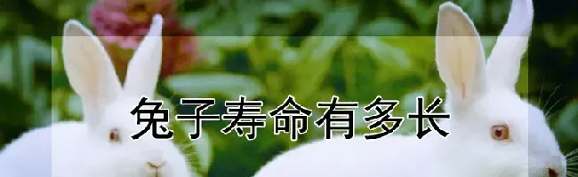 兔子寿命有多长