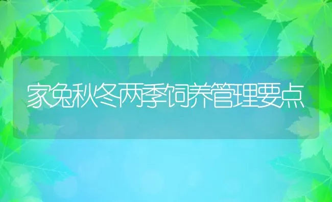 家兔秋冬两季饲养管理要点 | 动物养殖饲料